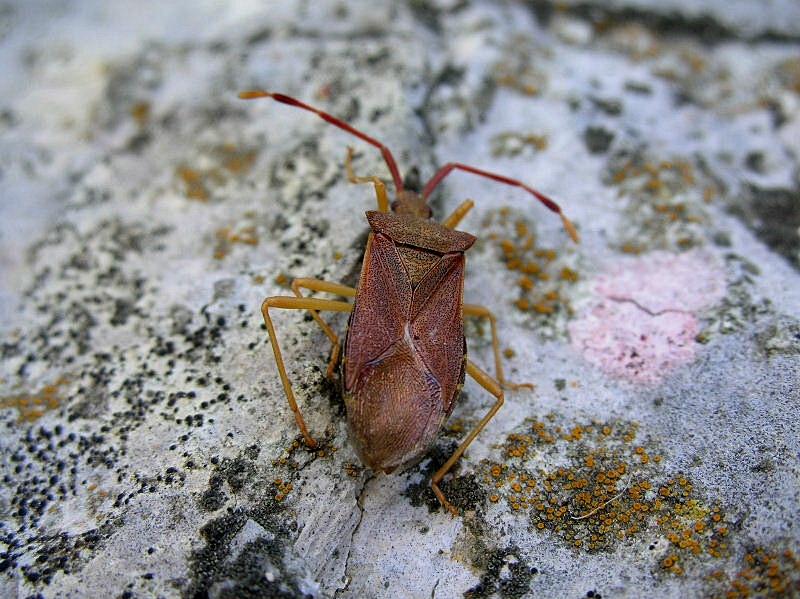 Coreidae: Gonocerus acuteangulatus